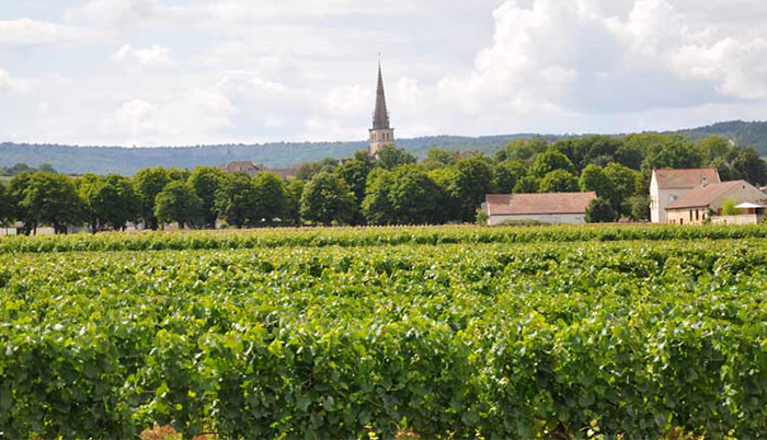 Domaine Sylvain Dussort